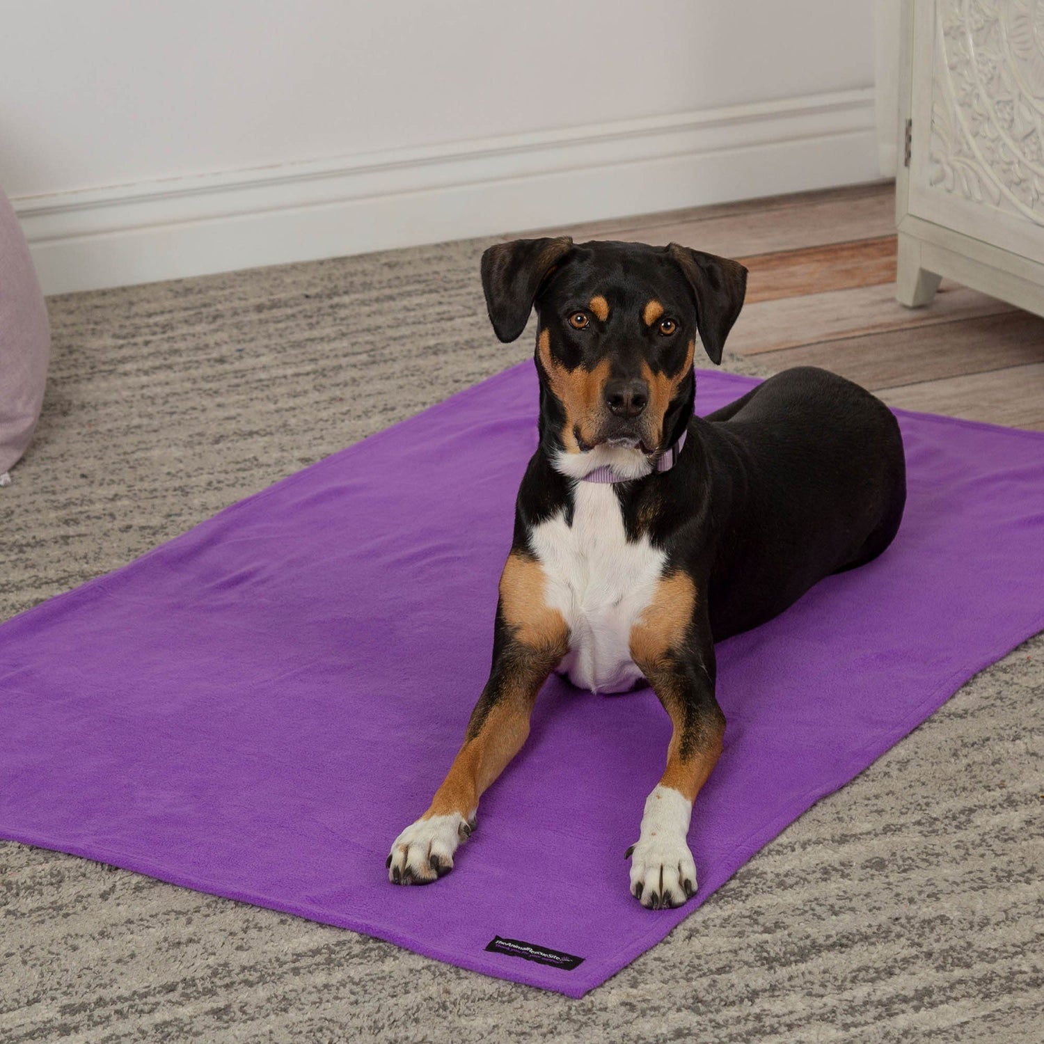Dog lying on a purple pet blanket with a small black corner label