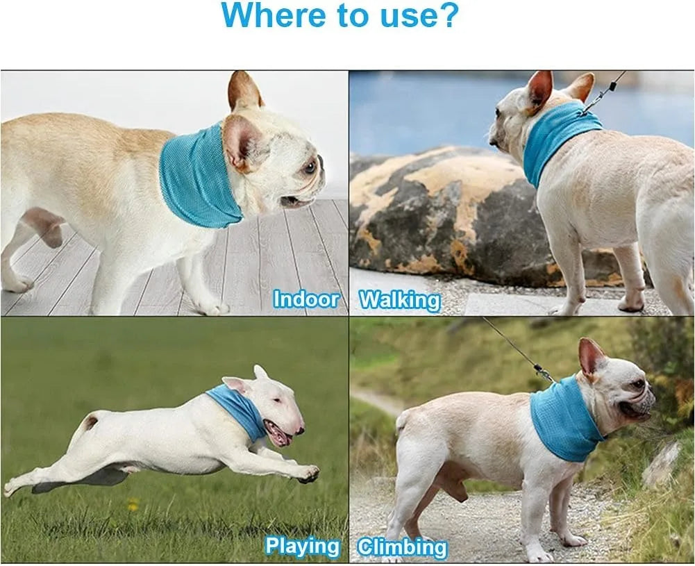 Turquoise cooling bandana on a small dog’s neck, breathable mesh