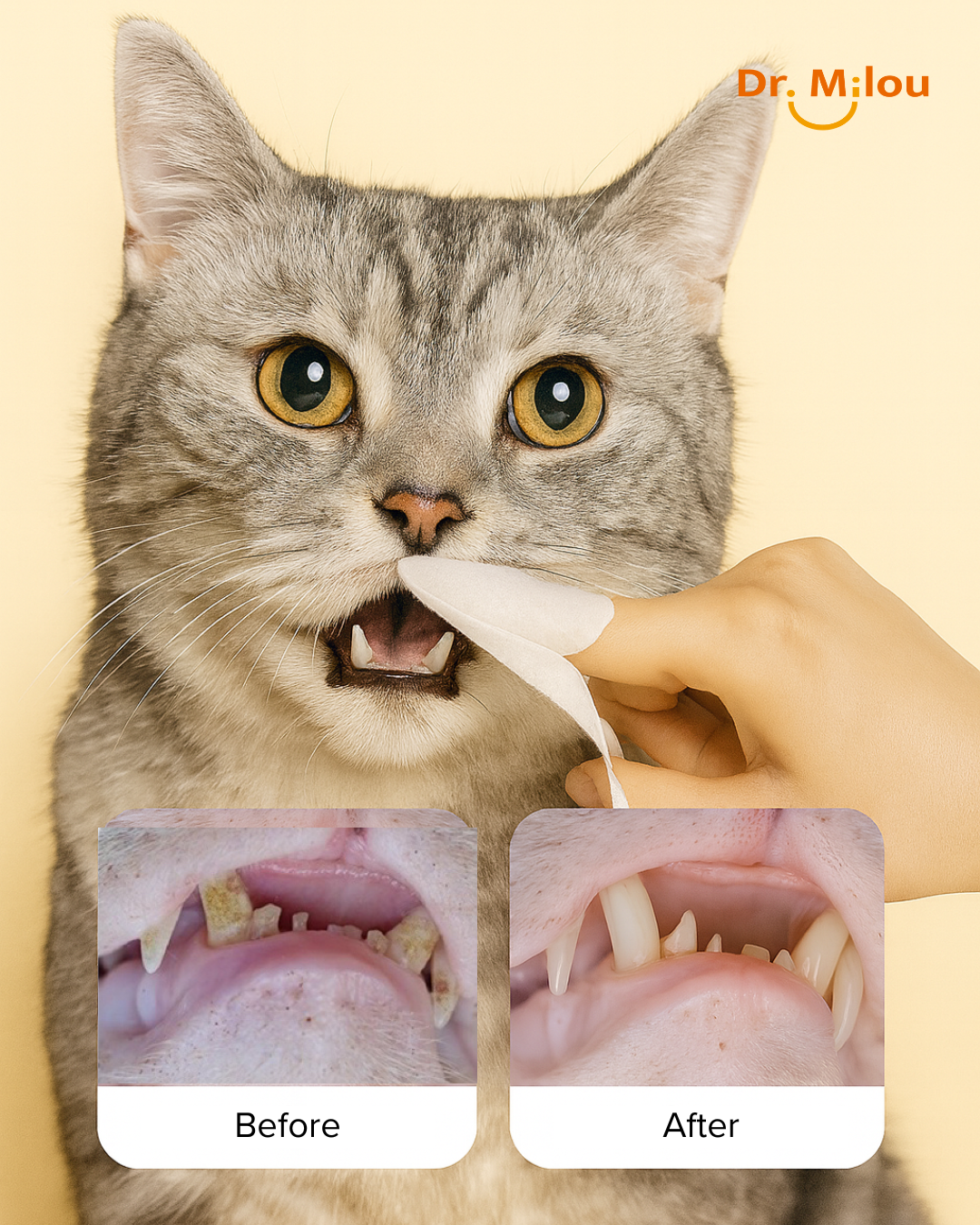 Cat being wiped with a dental wipe; inset shows before and after gums/teeth