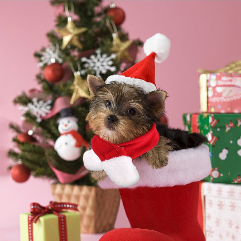 Small brown dog wearing a red Santa hat with white trim and red-and-white scarf