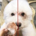 Pet eye wipe pad pressed to a small white dog’s face for cleaning