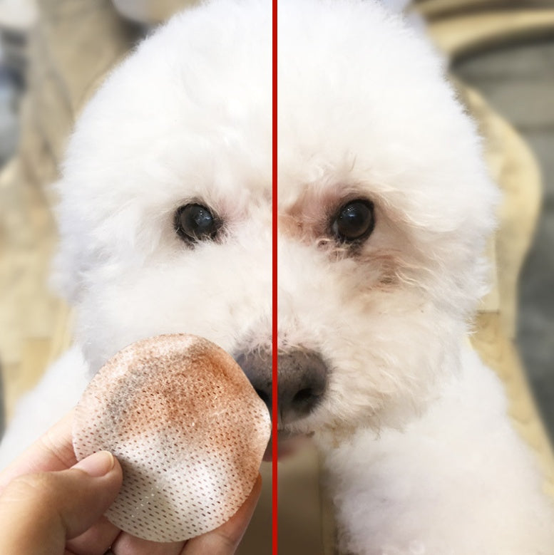 Pet eye wipe pad pressed to a small white dog’s face for cleaning