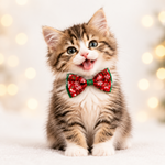Festive Christmas bow tie on a tabby kitten, red and green patterned bow