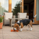 Orange squeaky dog chew bone toy on patio, dog sniffing near it.