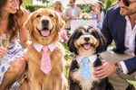 Pet dress-up tie for dogs and cats: pink polka-dot and light-blue star striped ties on two dogs