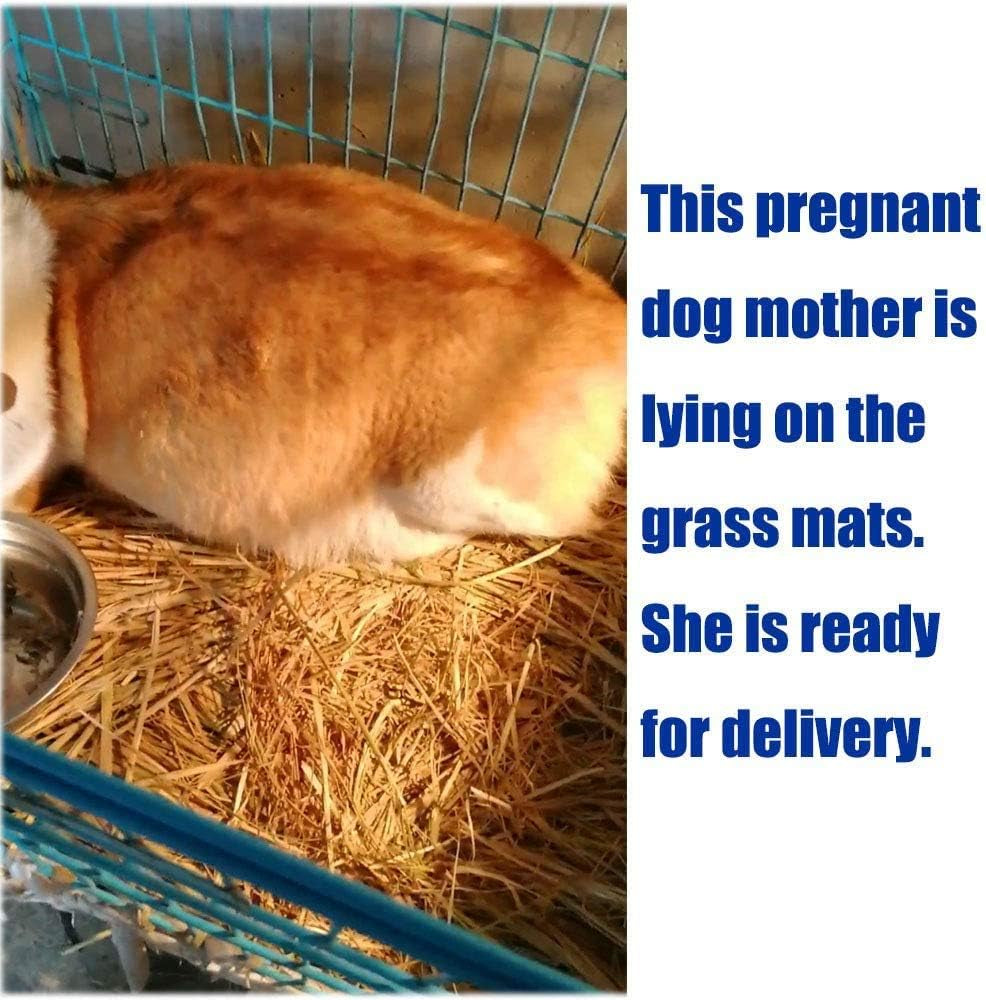 Dog lying on woven grass pet mats in a crate