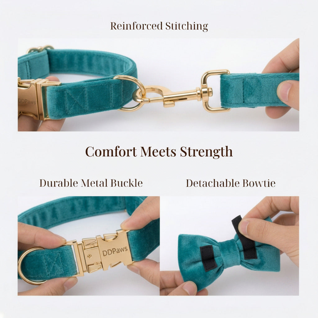 Turquoise velvet collar with gold buckle and detachable bowtie