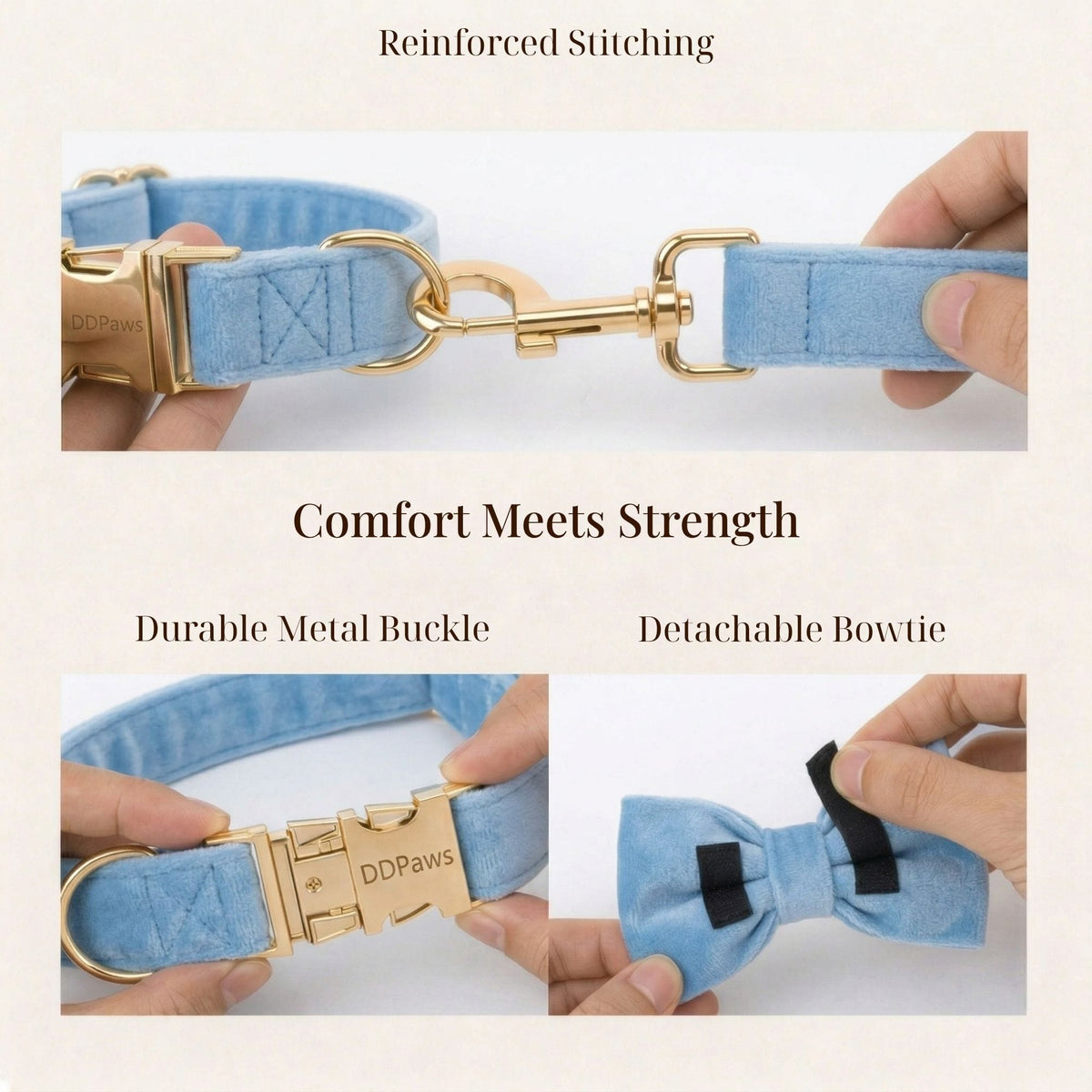Blue velvet collar with gold buckle and detachable bowtie