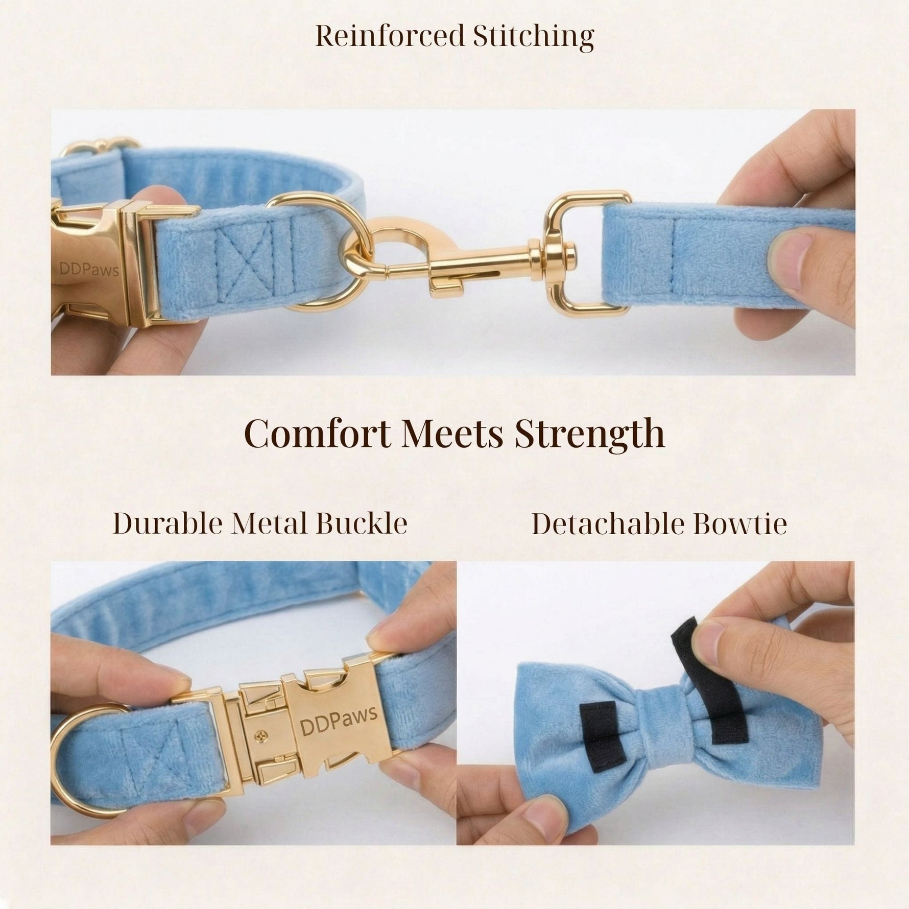 Blue velvet collar with gold buckle and detachable bowtie