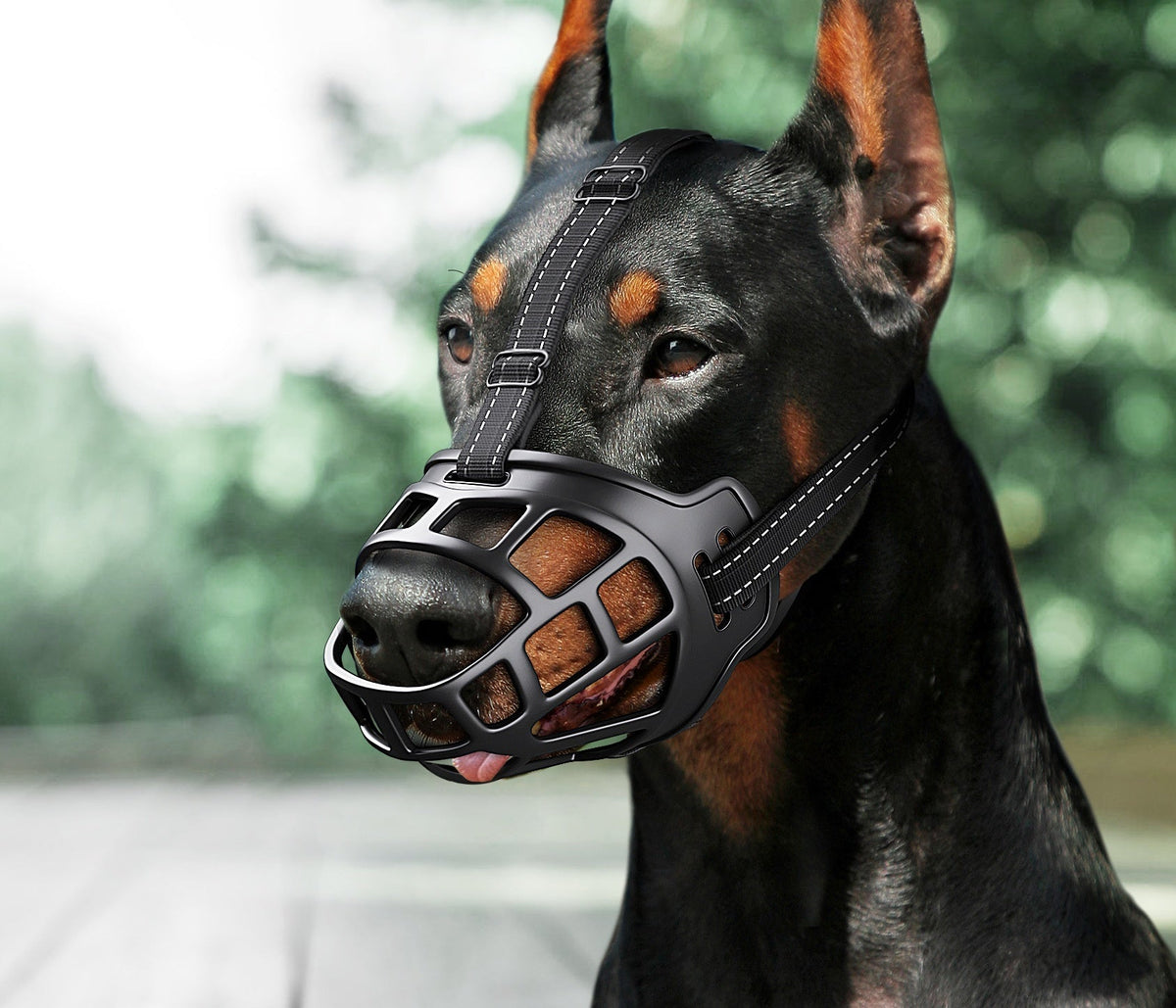 Black anti-bite dog muzzle with metal cage, shown on a medium-sized dog