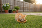 Orange cat food bowl on grass with kitten eating from it
