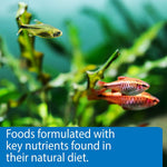 Two tropical aquarium fish swimming in a planted tank
