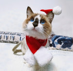 Colorpoint cat wearing a red Santa hat and red-and-white scarf on snowy surface