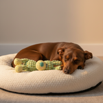 Plush squeaky animal dog toy with light green body, teal accents, and yellow feet.
