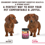 Two brown dachshund dogs with a cranberry chew jar labeled before and after