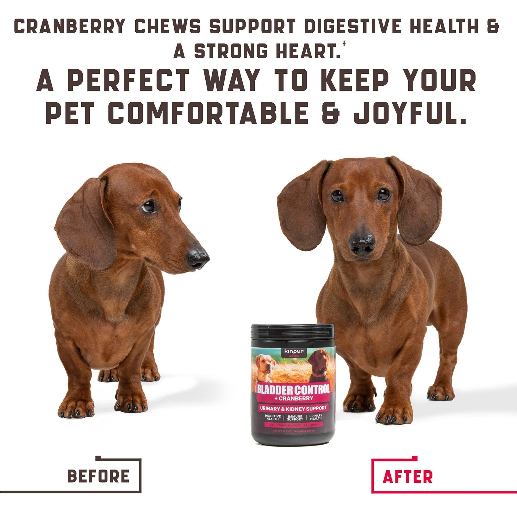 Two brown dachshund dogs with a cranberry chew jar labeled before and after
