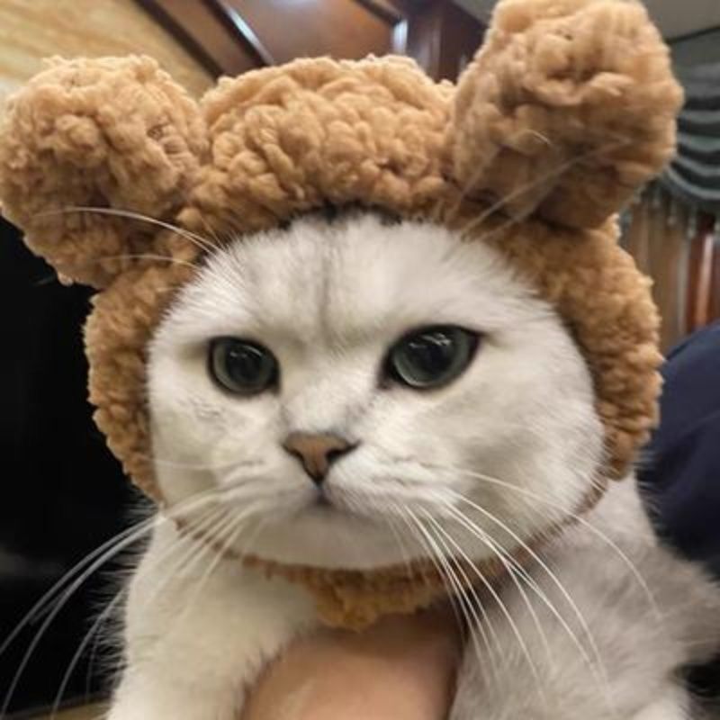 Brown bear-eared plush pet hood with soft white face opening and stitched whiskers