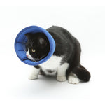 Soft recovery e-collar for dogs and cats, blue mesh cone around cat’s head