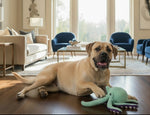 Six-claw fish plush dog toy, mint-green with purple tentacles; dog holds it