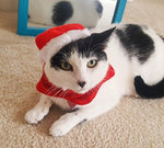 Black-and-white cat wearing a red Santa hat and red-and-white scarf on carpet