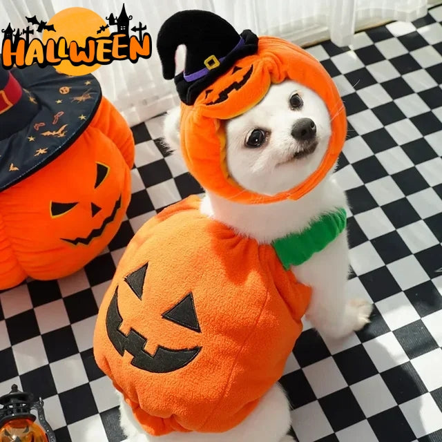 Halloween pumpkin pet costume vest with black witch hat and green collar, orange jack-o-lantern