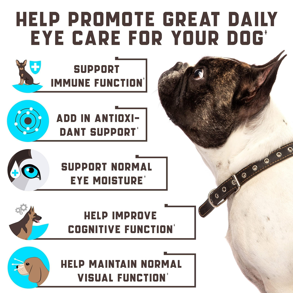 Dog wearing collar with eye-care icons for daily support and antioxidant benefits