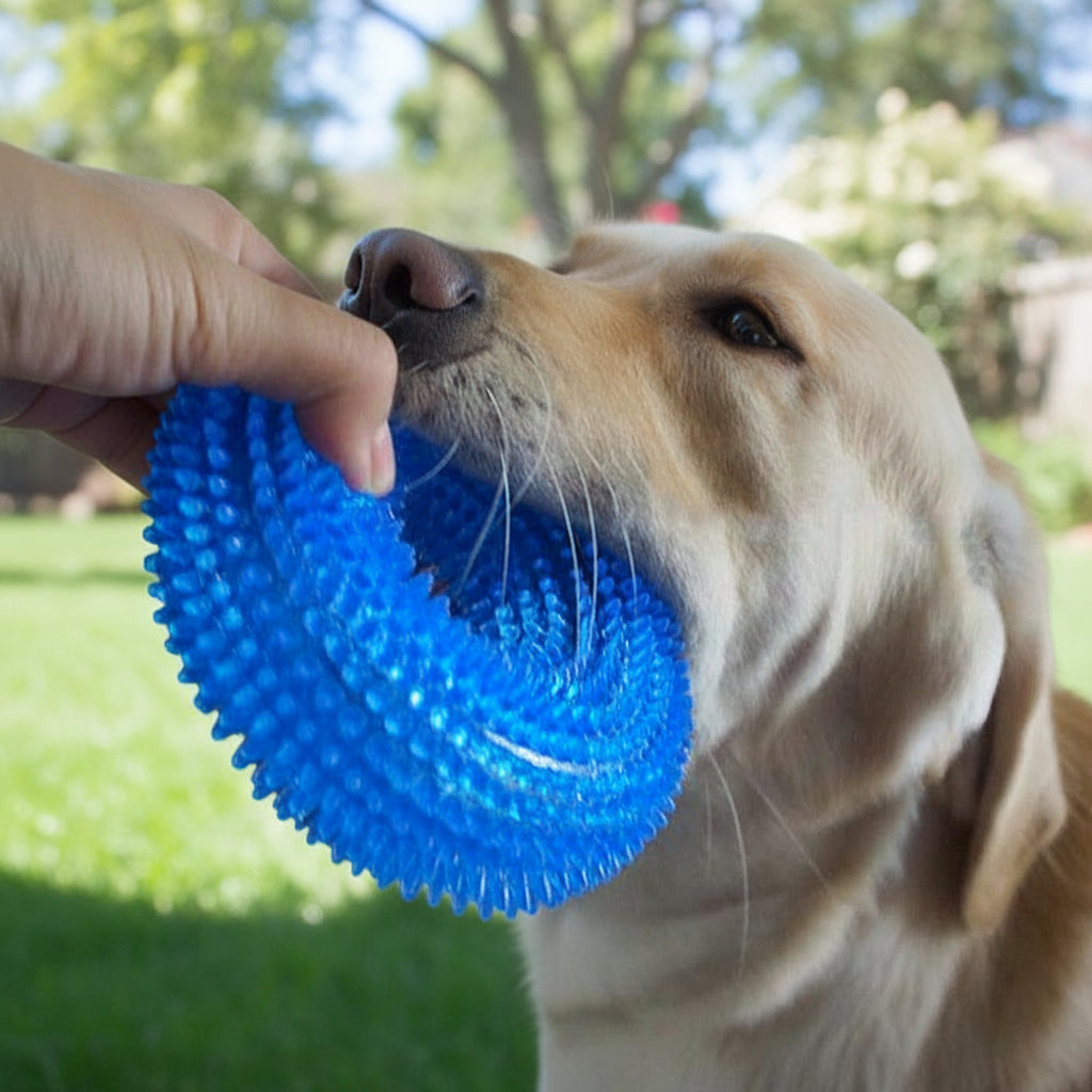 Blue spiky rubber squeaky dog ball toy being held in a hand