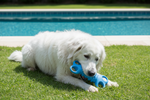 Blue silicone four-hole bone chew toy as a dog chews on grass