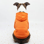 Dog sweater with front pocket patch, orange knit with hood and ribbed hem
