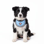 Blue bib collar with pink heart on black-and-white dog