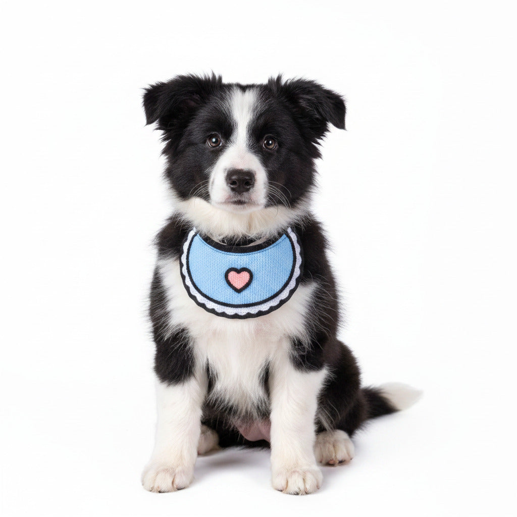 Blue bib collar with pink heart on black-and-white dog