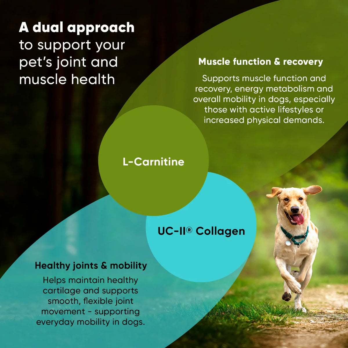 Dog joint and muscle health support chart with ingredient names