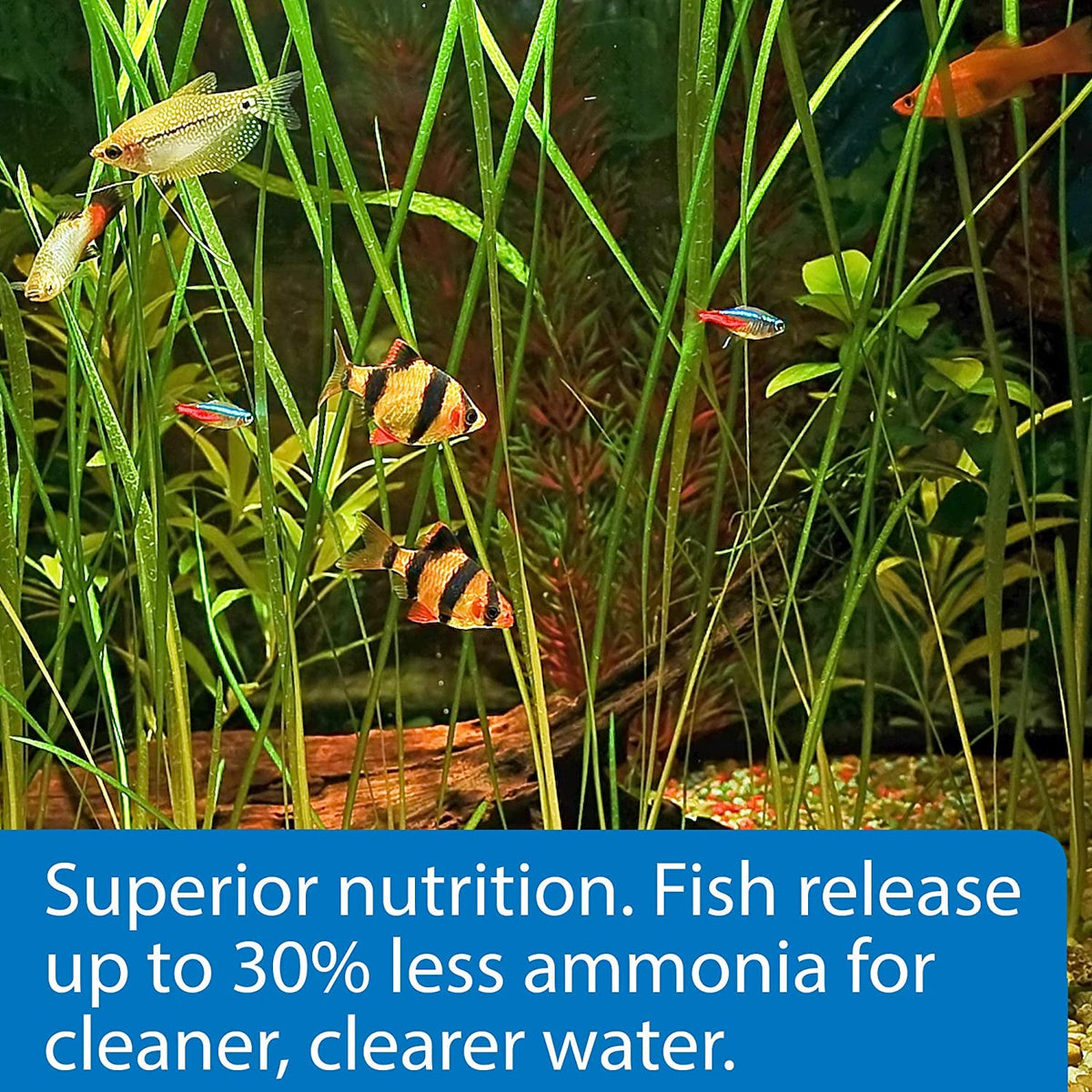 Tropical aquarium community fish among green plants