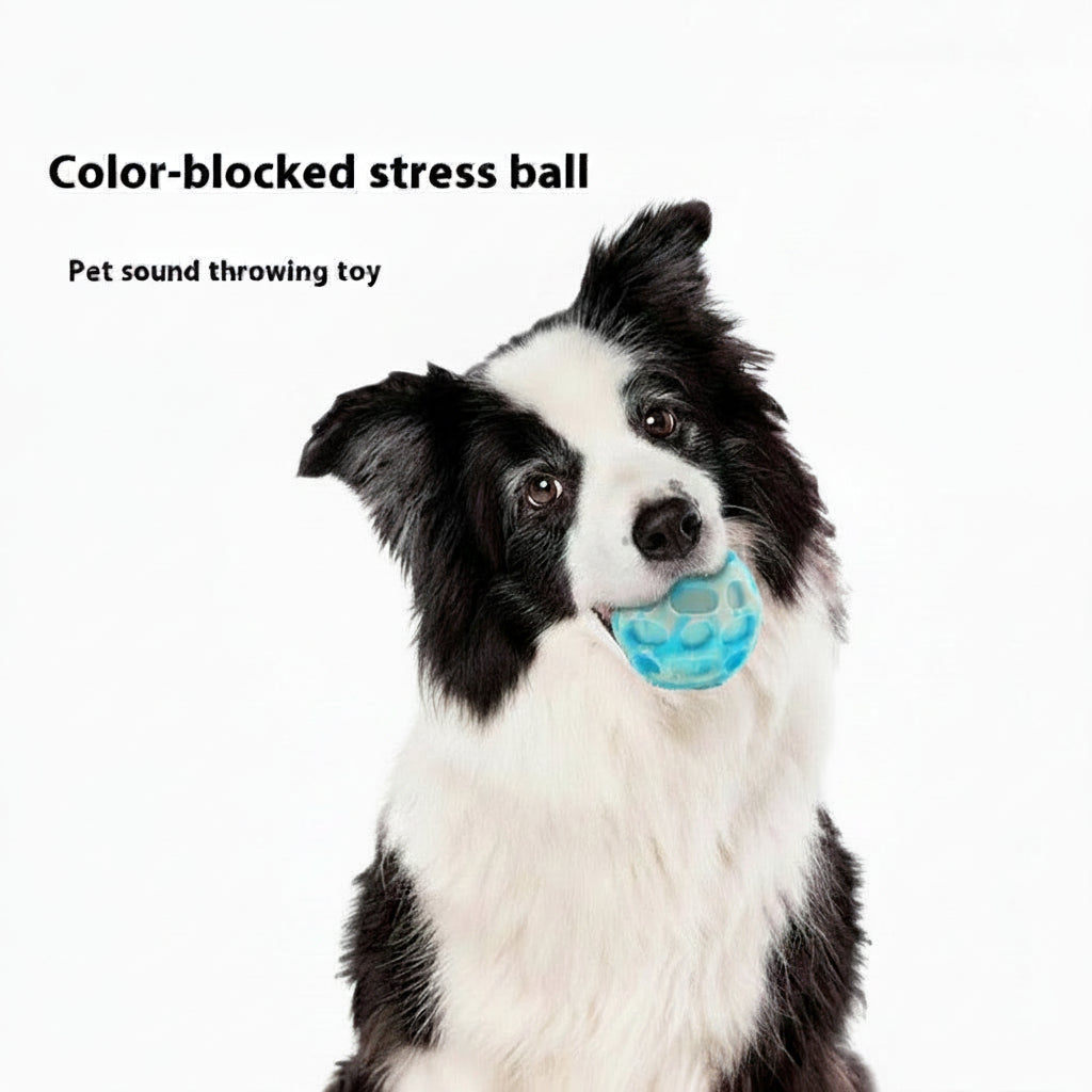 Border collie met blauwe rubber kauwbal met kuiltjes en noppen