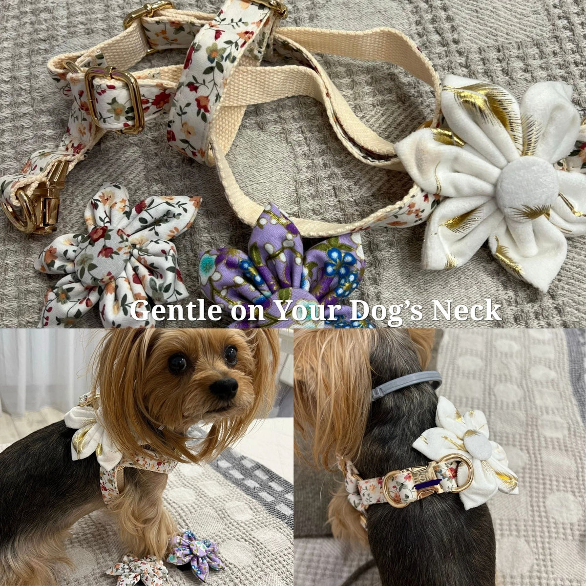 Small dog wearing ivory velvet collar with large white flower and detachable bowtie
