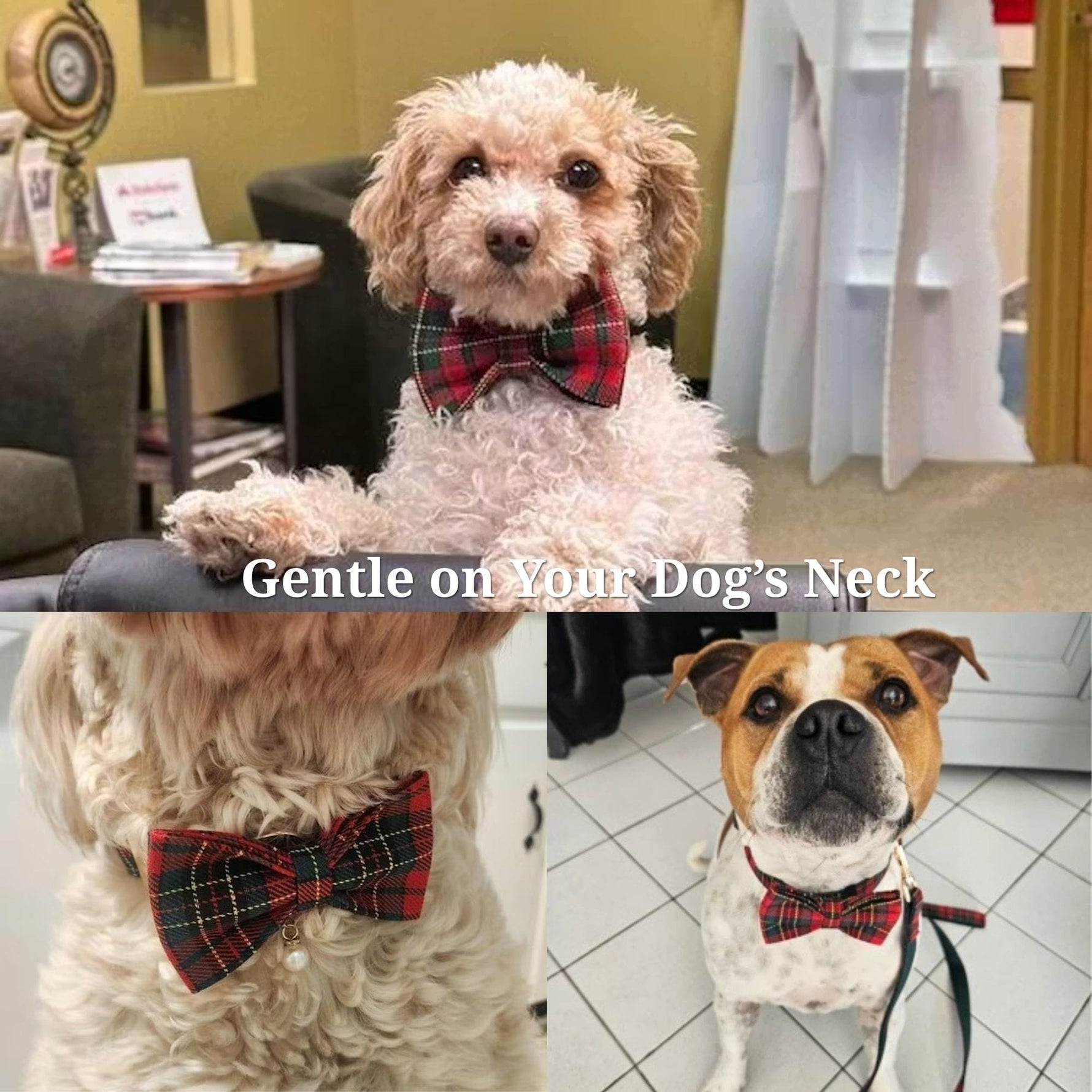 Two dogs wearing red and green tartan bow tie and matching harness/collar
