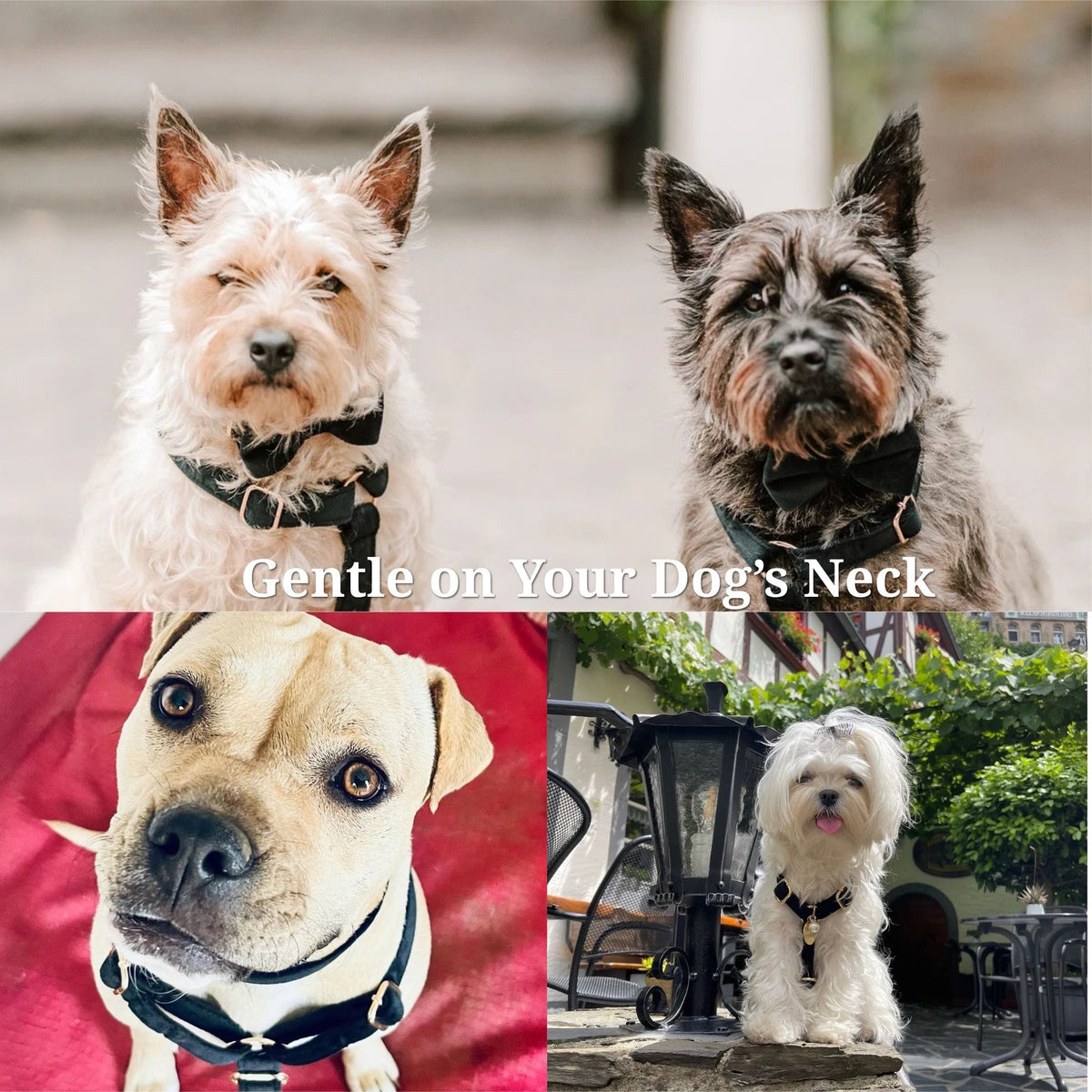 Black velvet bowtie collar on two small dogs, coordinated walking set