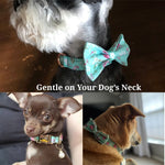 Floral teal dog collar with matching bow tie on a small dog