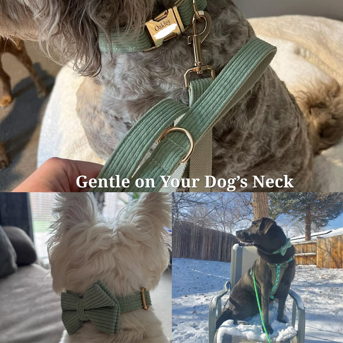 Teal corduroy dog harness with bowtie worn on a small dog