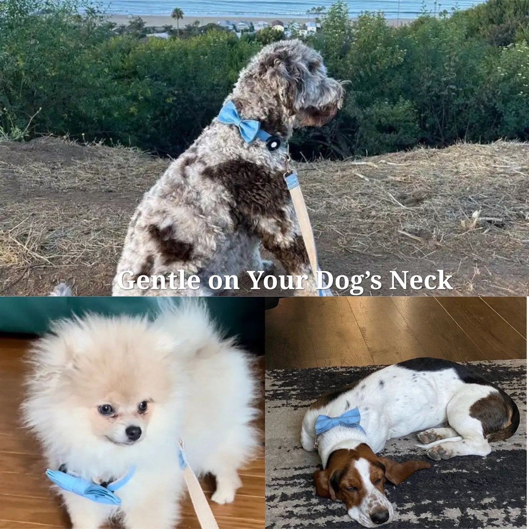 Blue denim dog harness set on a small dog, with bowtie collar and light blue strap
