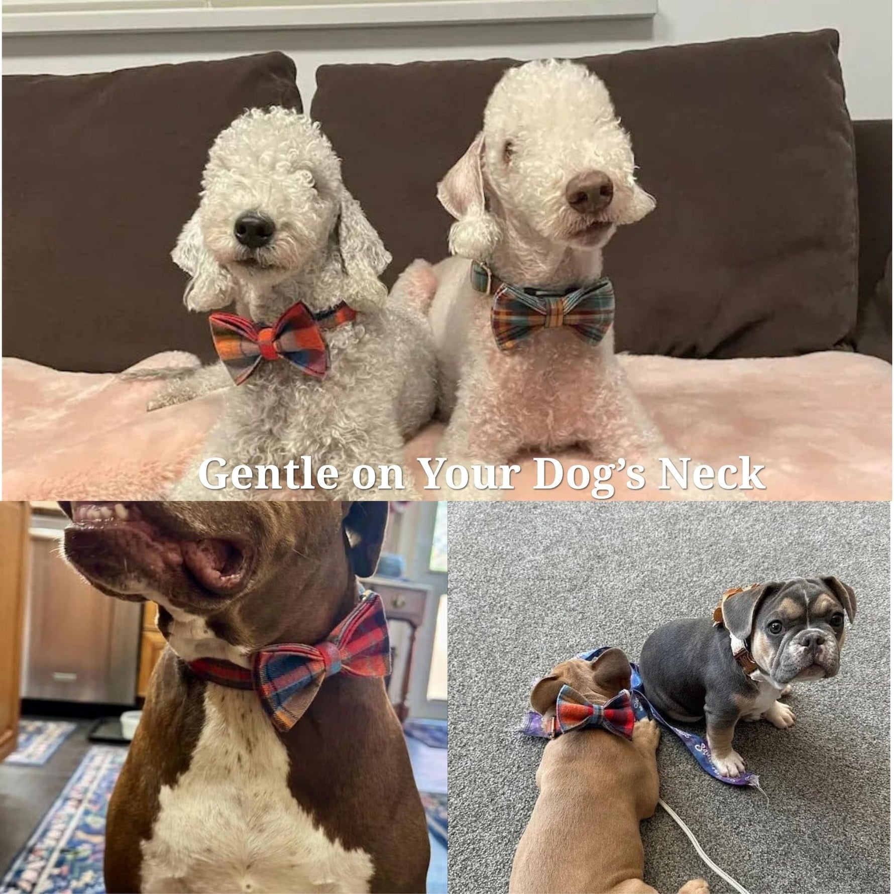 Plaid dog collars with matching bow ties on two dogs