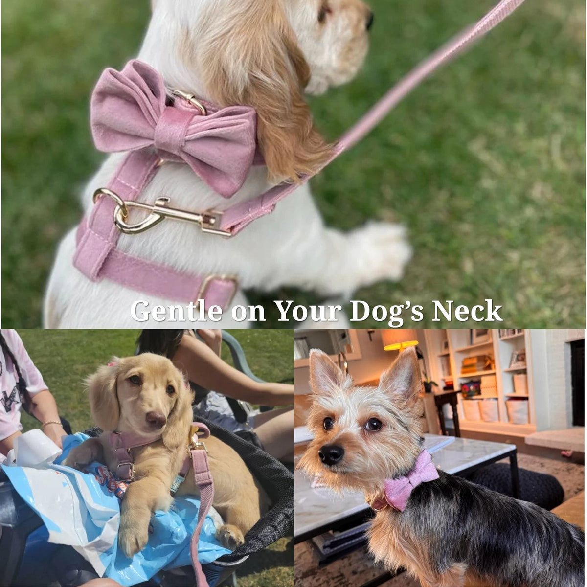Dusty pink velvet bowtie and harness on a small dog wearing a leash