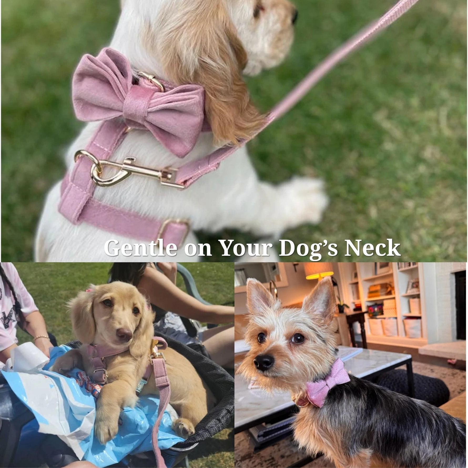 Dusty pink velvet bowtie and harness on a small dog wearing a leash