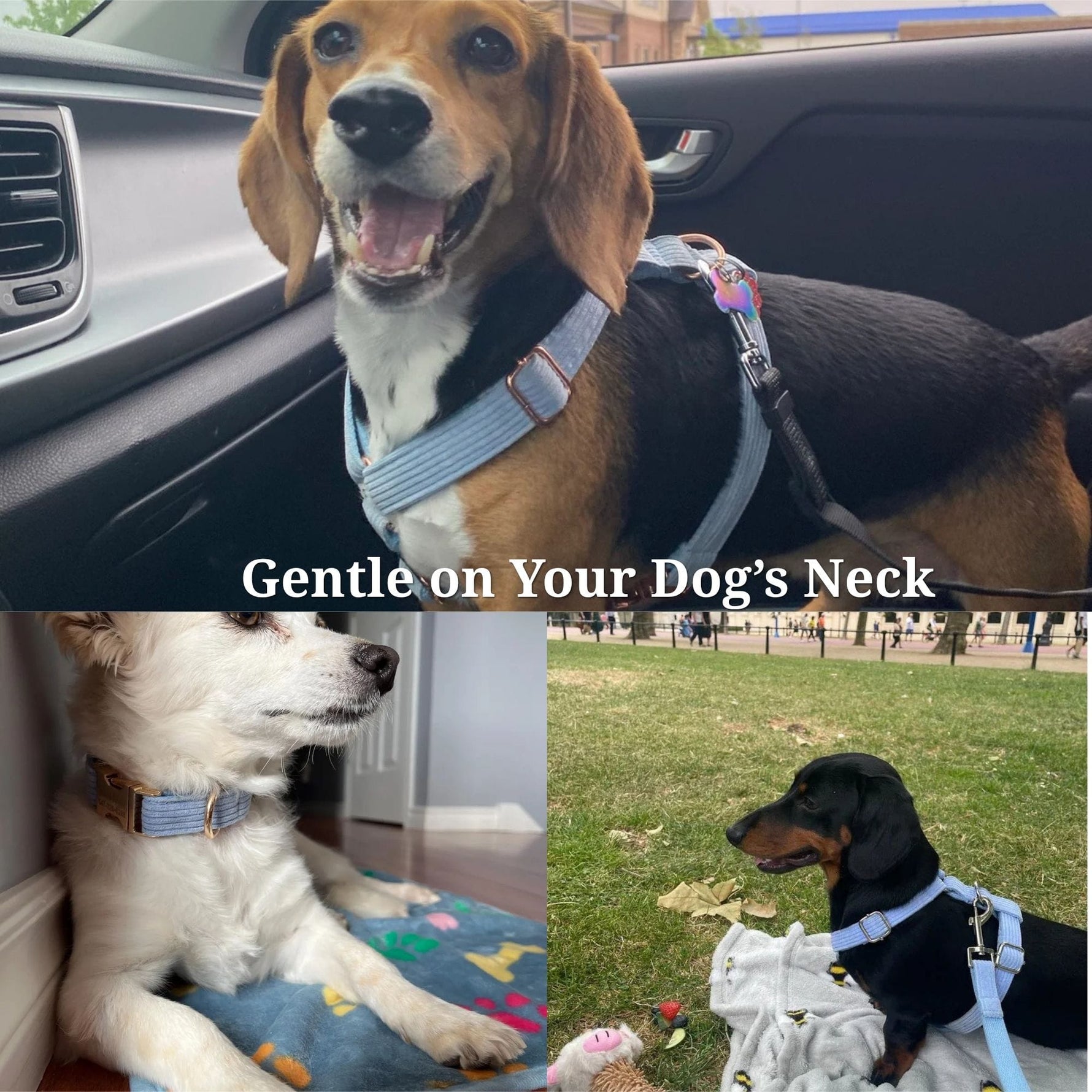 Blue corduroy dog harness and bowtie set with matching collar and leash on dogs