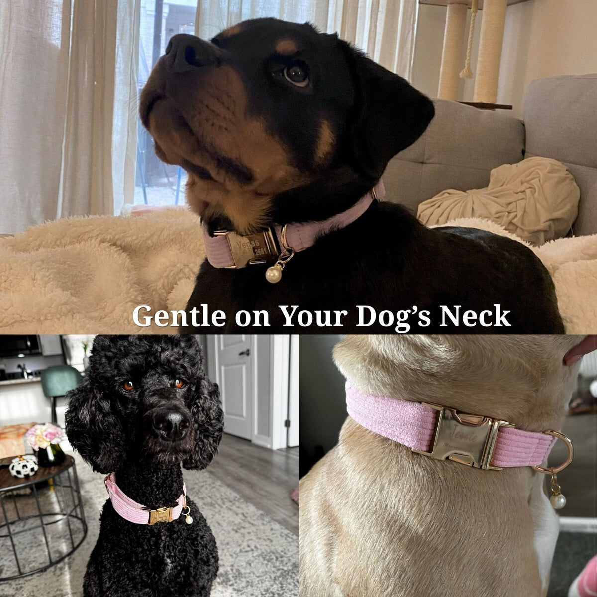 Pink corduroy bowtie and collar on a dog, with gold leash clasp