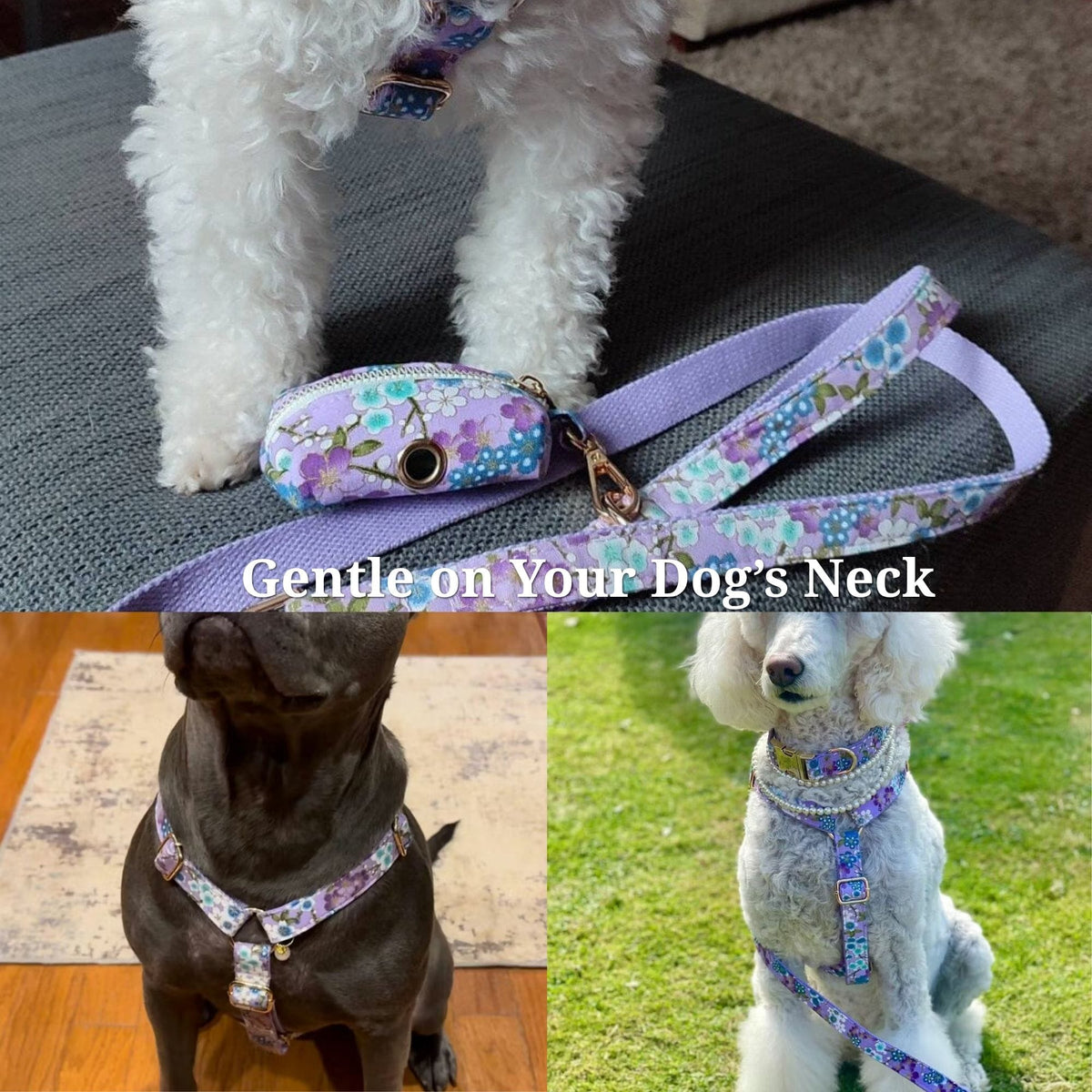 Purple floral dog collar and bow tie set on a small dog wearing a harness