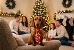 Pet Christmas necktie with red fabric and holiday print, tied at the collar.