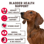 Brown dog beside bladder health support infographic with urinary tract and heart icons