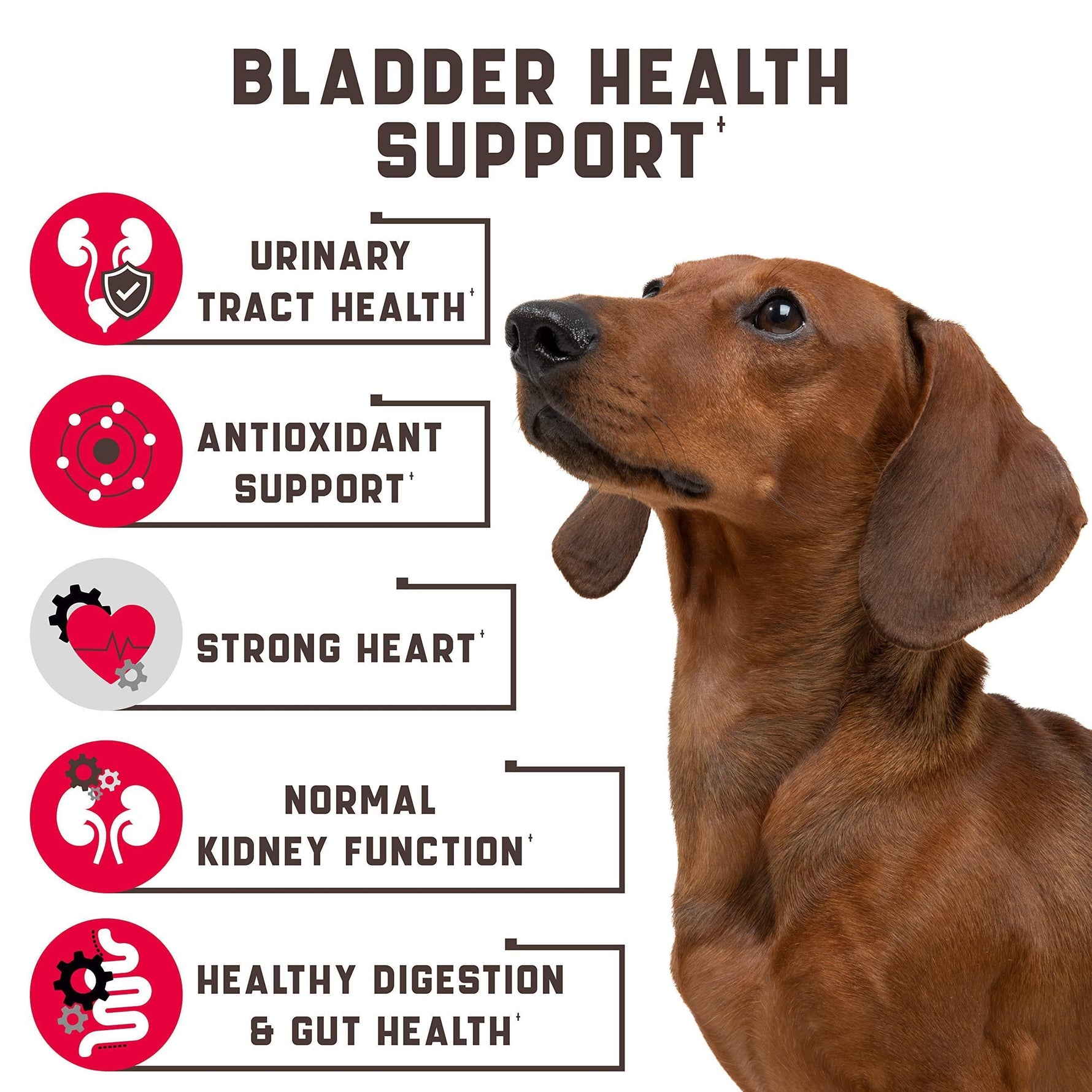 Brown dog beside bladder health support infographic with urinary tract and heart icons
