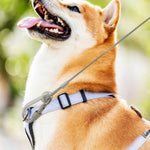 Dog wearing a harness with a gray stainless anti-bite rope leash and metal clips